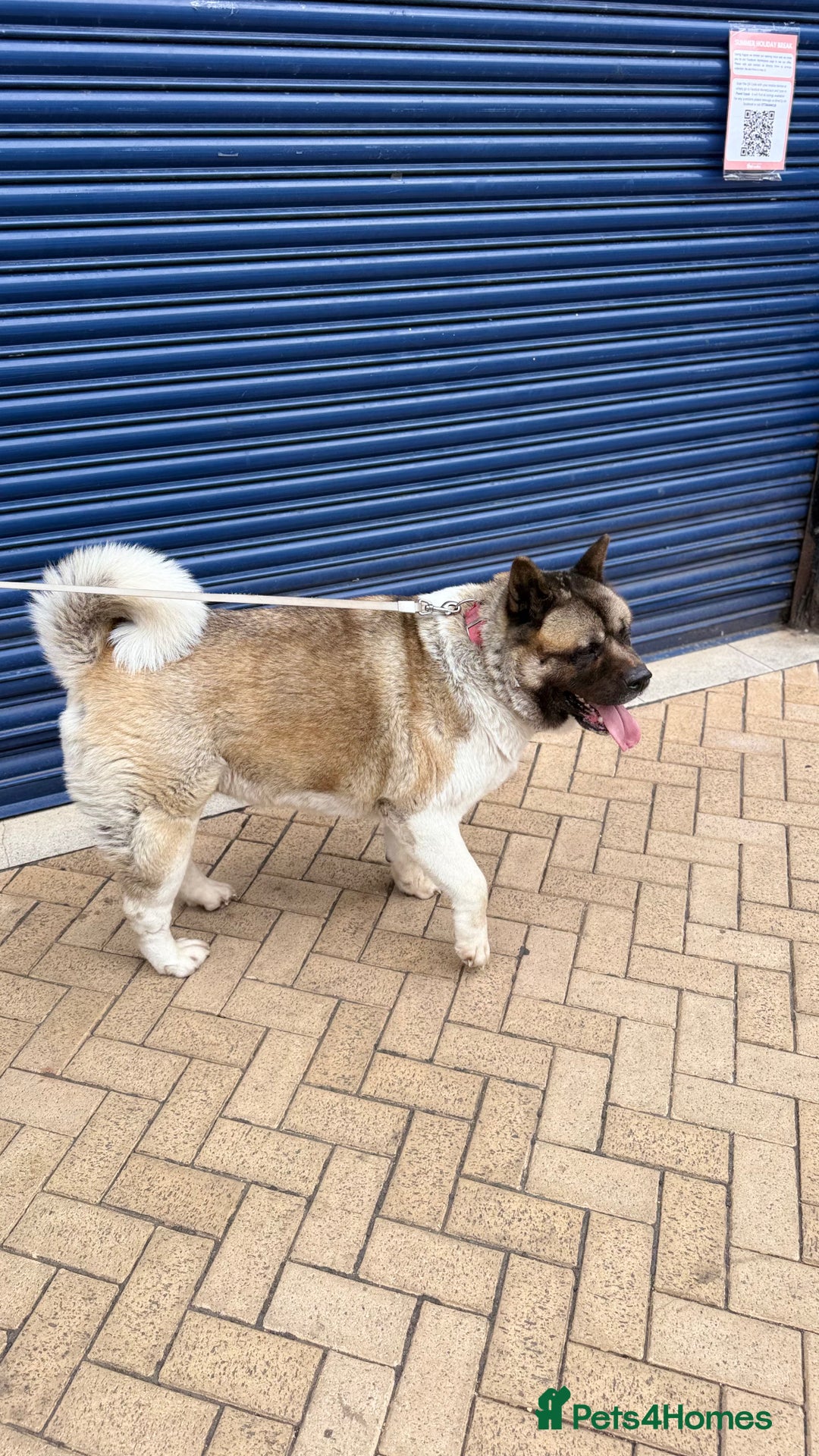 Akita dogs for sale: Nazzar - Image 1