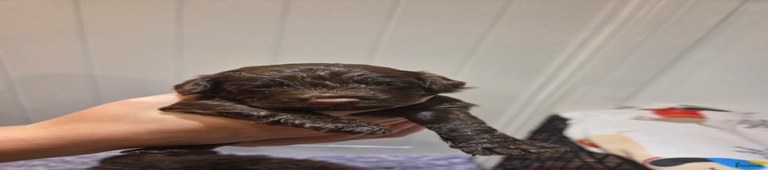 Cockapoo Puppy 2