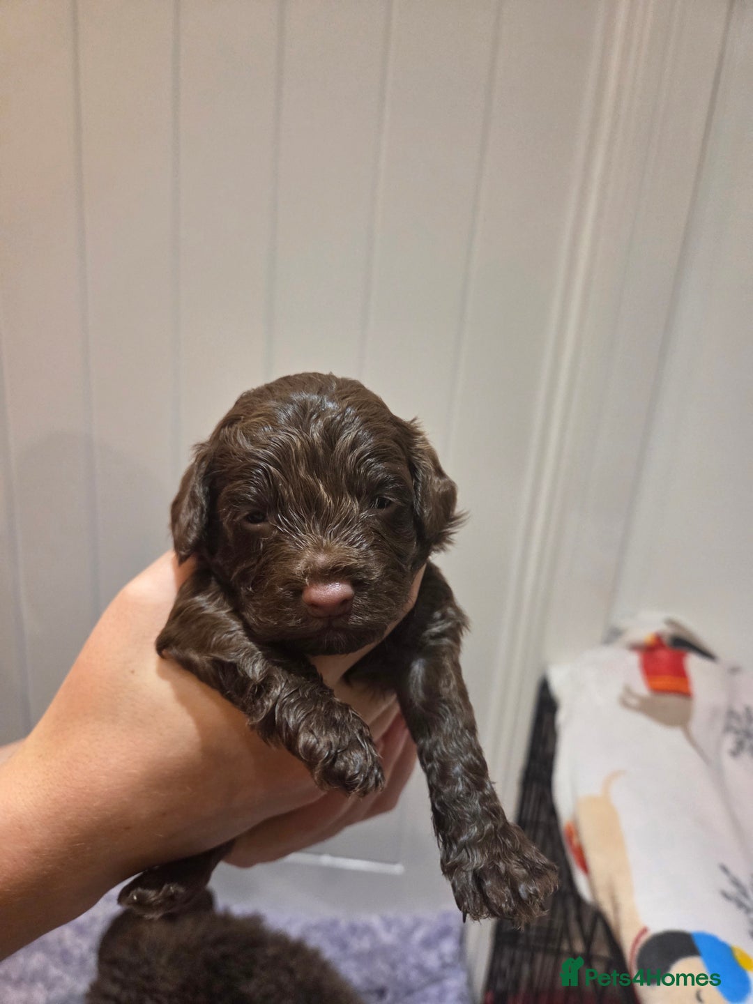 Cockapoo dogs for sale: Cockapoo  - Image 7