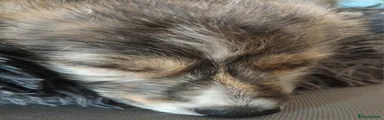 Lurcher 6