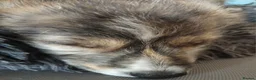 Lurcher dogs for sale: Beautiful Lurcher pups - Advert 2