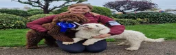Spanish Water Dog dogs for sale: Spanish Water Dog Puppies  - Advert 11