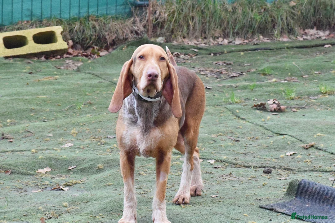 Mixed Breed dogs for adoption: Mimosa  - Advert 14