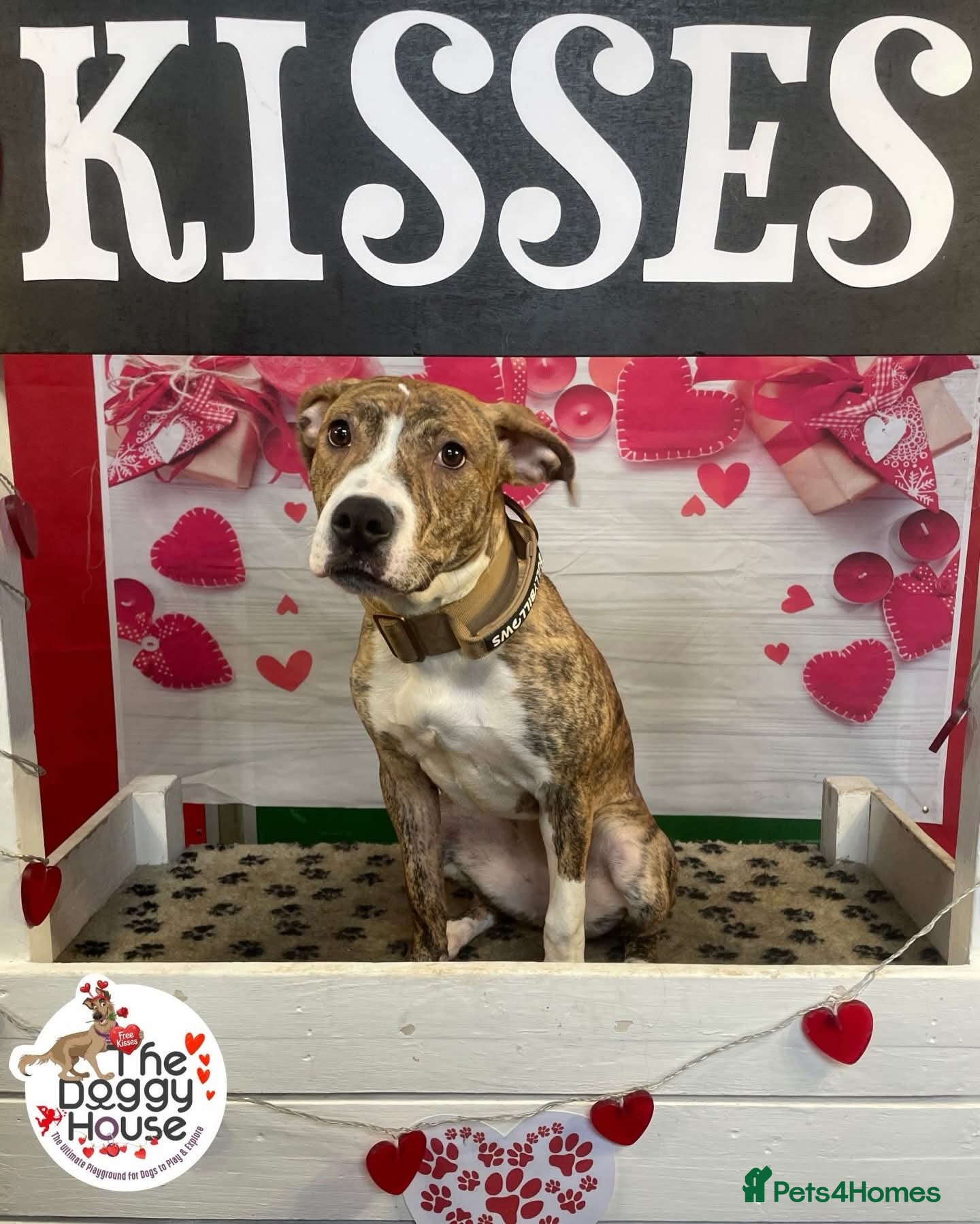 Mixed Breed dogs Rehoming opportunity  - Advert 1