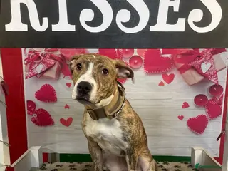 Mixed Breed dogs Rehoming opportunity - Advert 1