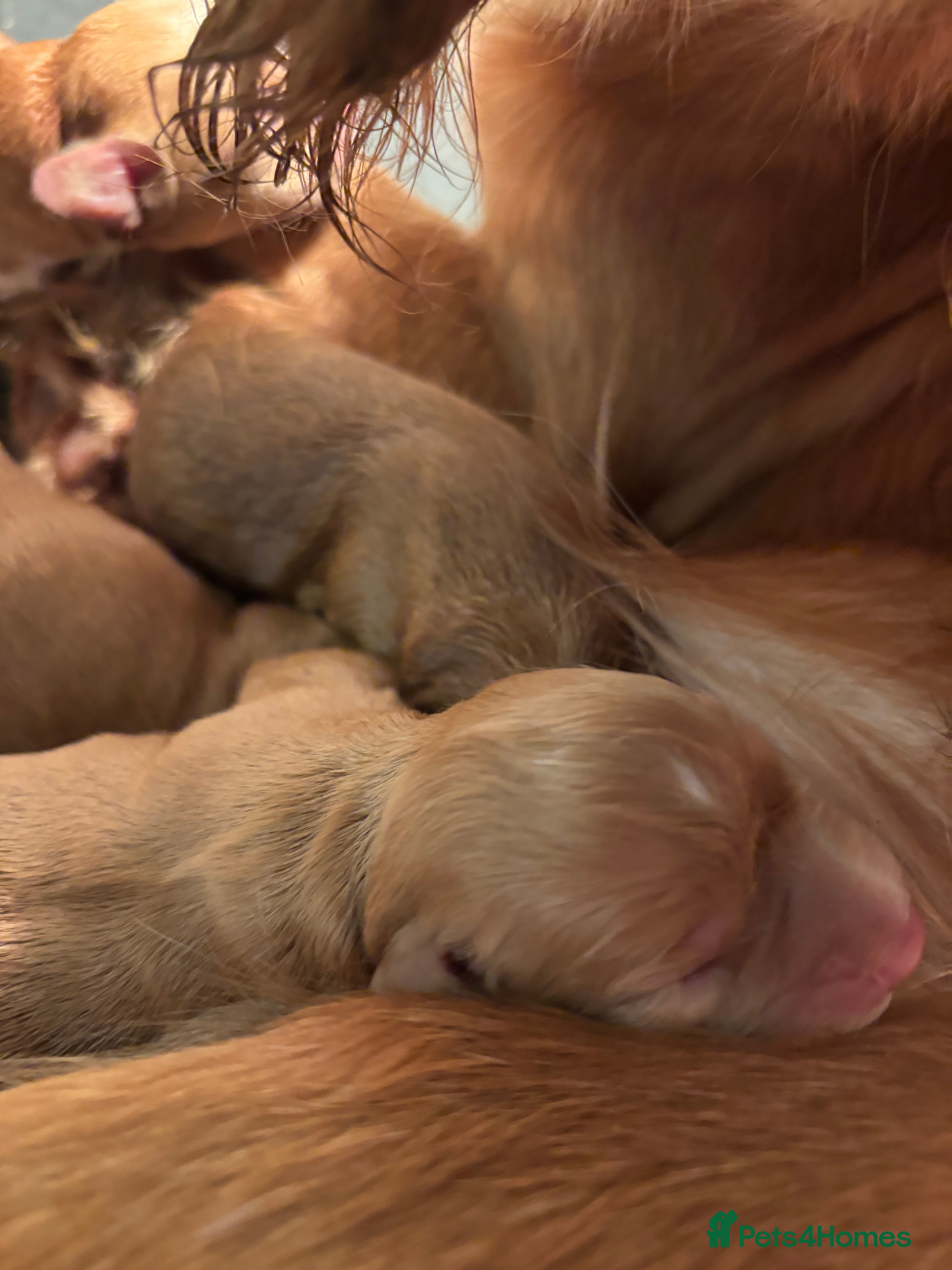 Cocker Spaniel dogs Working cocker spaniel *ready now* - Advert 15