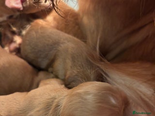 Cocker Spaniel dogs Working cocker spaniel *ready now* - Advert 1