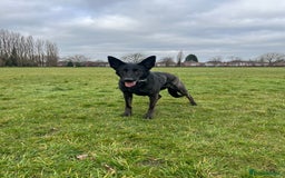 Mixed Breed dogs for sale: Czech Shepherd x Dutch herder for sale - Image 3