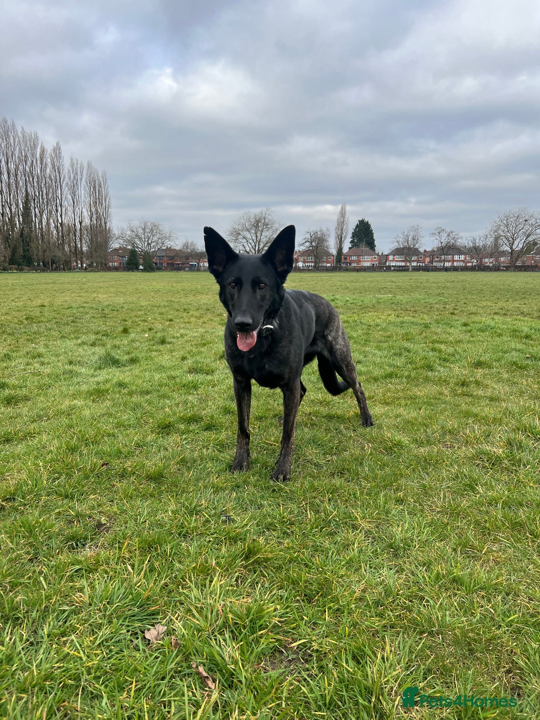 Mixed Breed dogs for sale: Czech Shepherd x Dutch herder for sale - Image 3