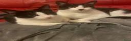 Domestic Shorthair cats for sale: Pair of Tuxedos (2 years old) - Advert 16