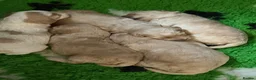 Cockapoo dogs for sale: Litter of 5 beautiful F1 cockapoos  - Advert 28