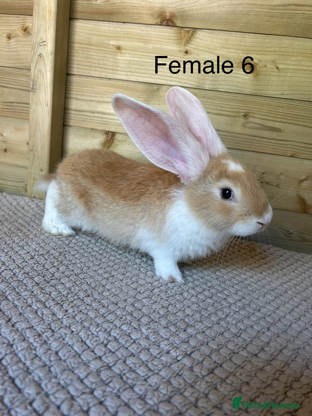 Continental Giant rabbits for sale: READY TO RESERVE - continental giant babies - Image 8