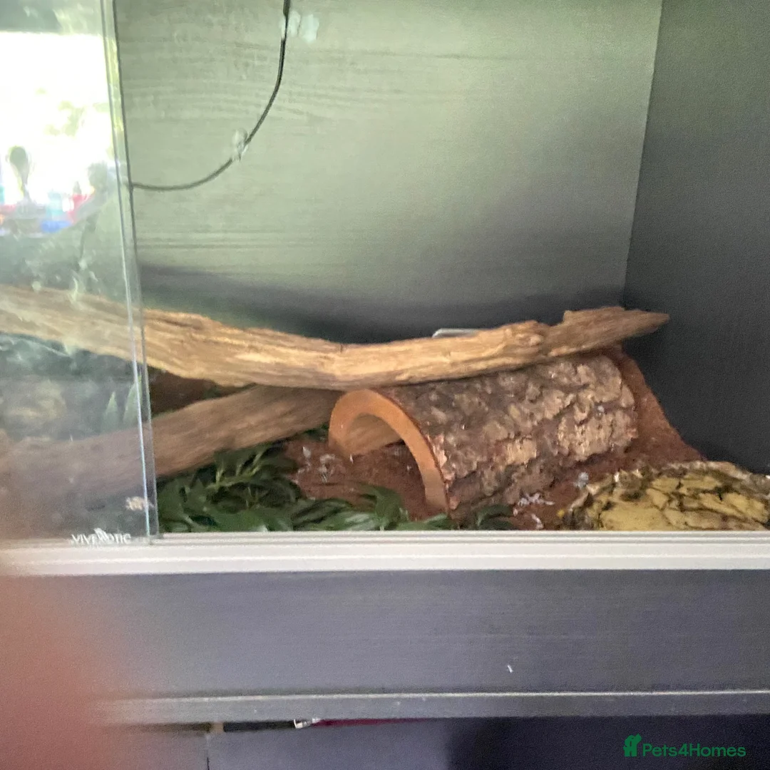 Python Snake reptiles for sale: Ball python for sale in Paignton - Advert 5