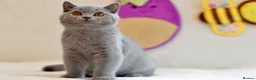 British Shorthair cats for sale: 5 beautiful kittens😻❤️ - Advert 4