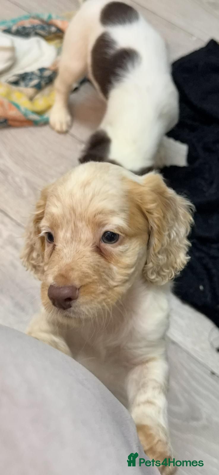 Cocker Spaniel dogs KC registered, fully health tested working cockers - Advert 2