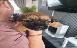 Border Terrier dogs for sale: 2 little sisters  - Image 7