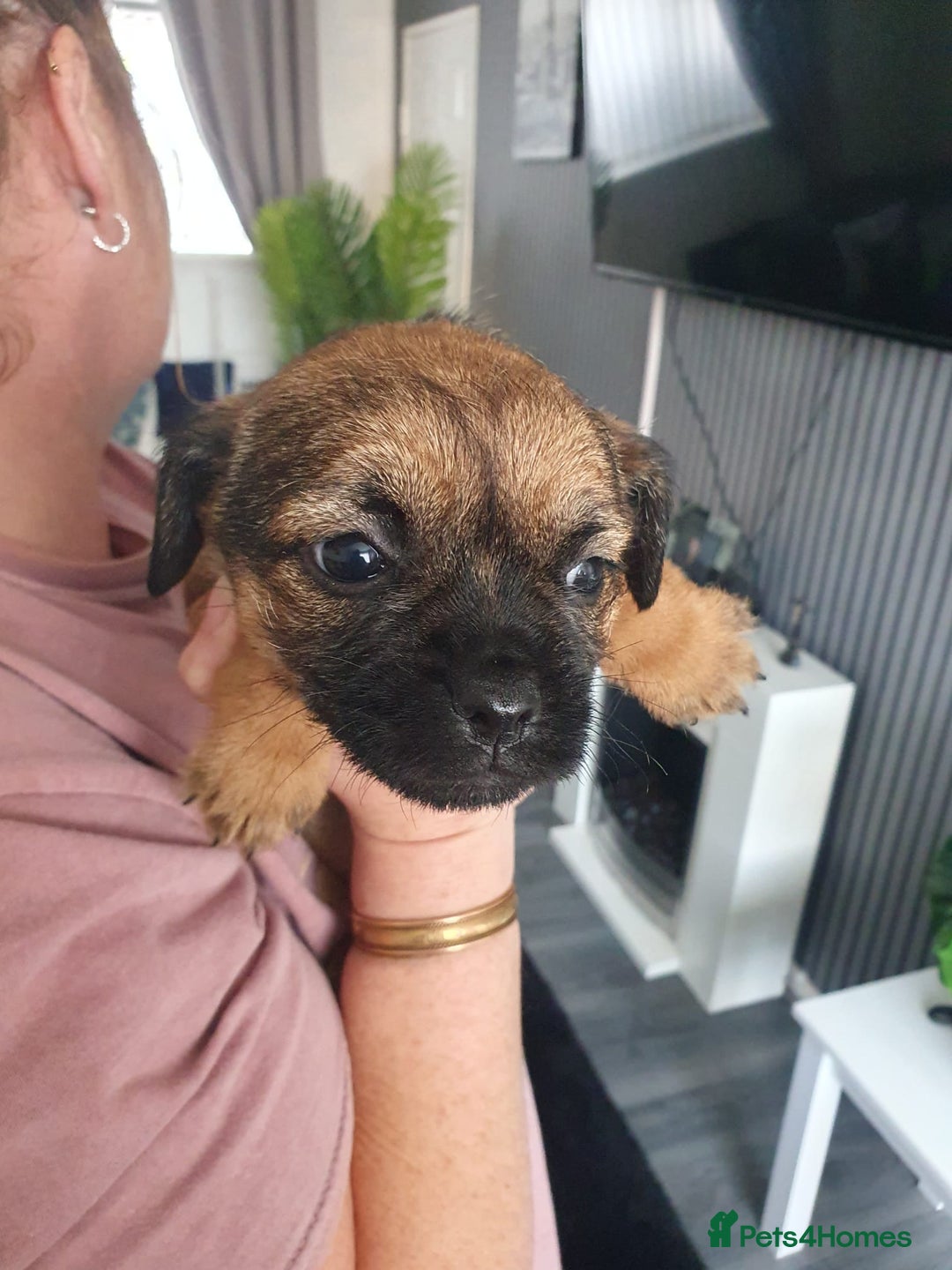 Border Terrier dogs for sale: 2 little sisters  - Image 7