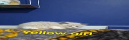Mixed Breed cats for sale: Beauty fluffy litter ragdoll-ragcoon mix - Advert 13