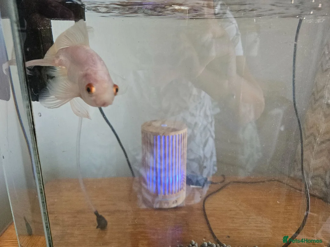 Goldfish fish for sale: Goldfish  in Cardiff - Advert 7