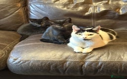 Mixed Breed cats for sale: 3 black kittens. 2 girls and 1 boy. Ready now 😀 - Image 5