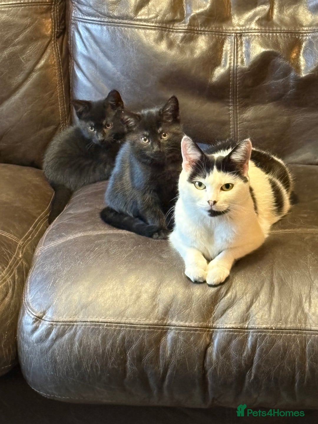 Mixed Breed cats for sale: 3 black kittens. 2 girls and 1 boy. Ready now 😀 - Image 5