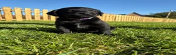 Labrador Retriever dogs for sale: Black labrador puppies KC registered. in Berwick-upon-Tweed - Advert 10