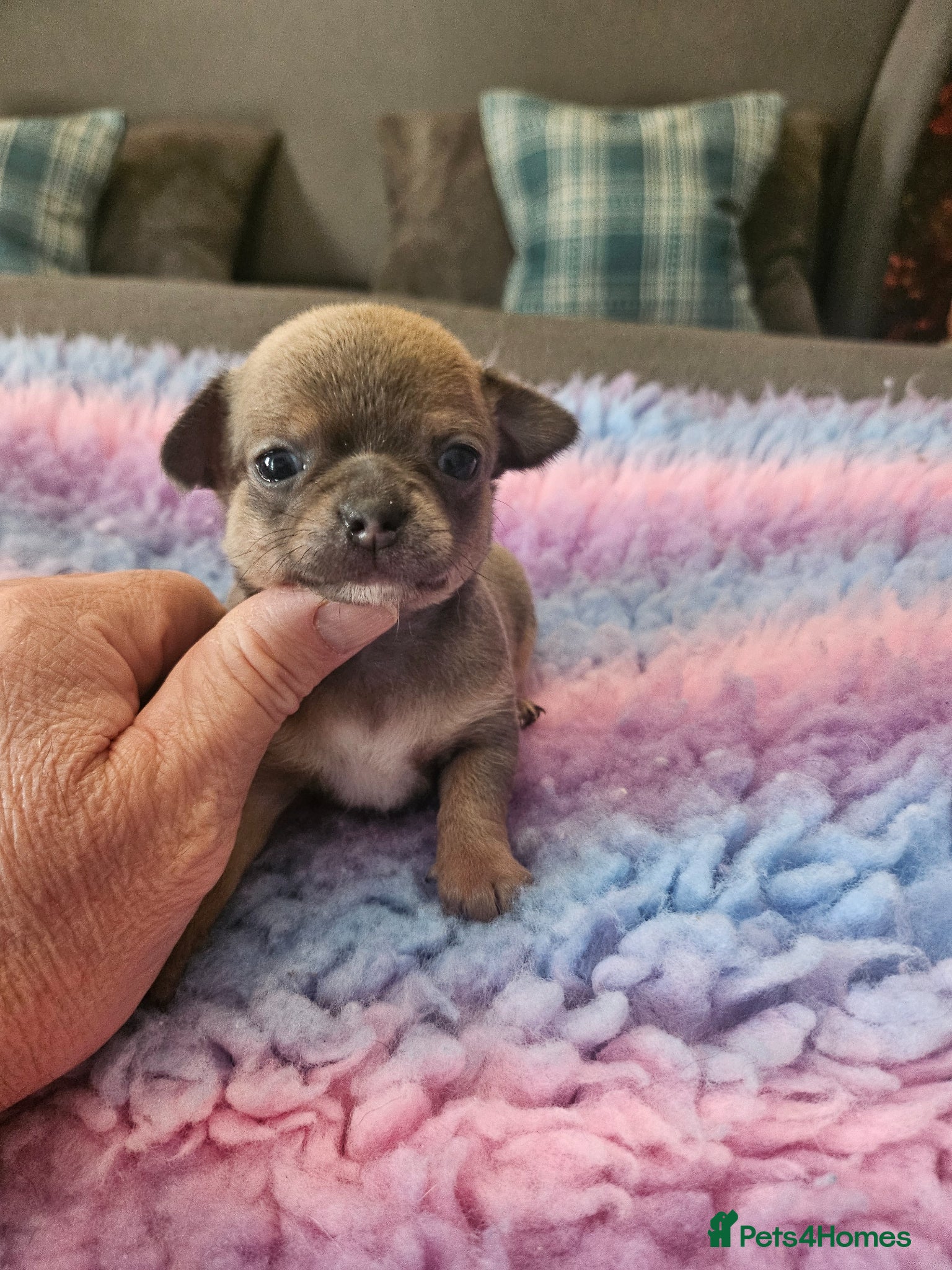 Chihuahua dogs SmoothCoat Chihuahua  - Advert 14