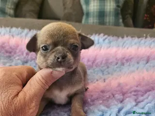 Chihuahua dogs SmoothCoat Chihuahua - Advert 14