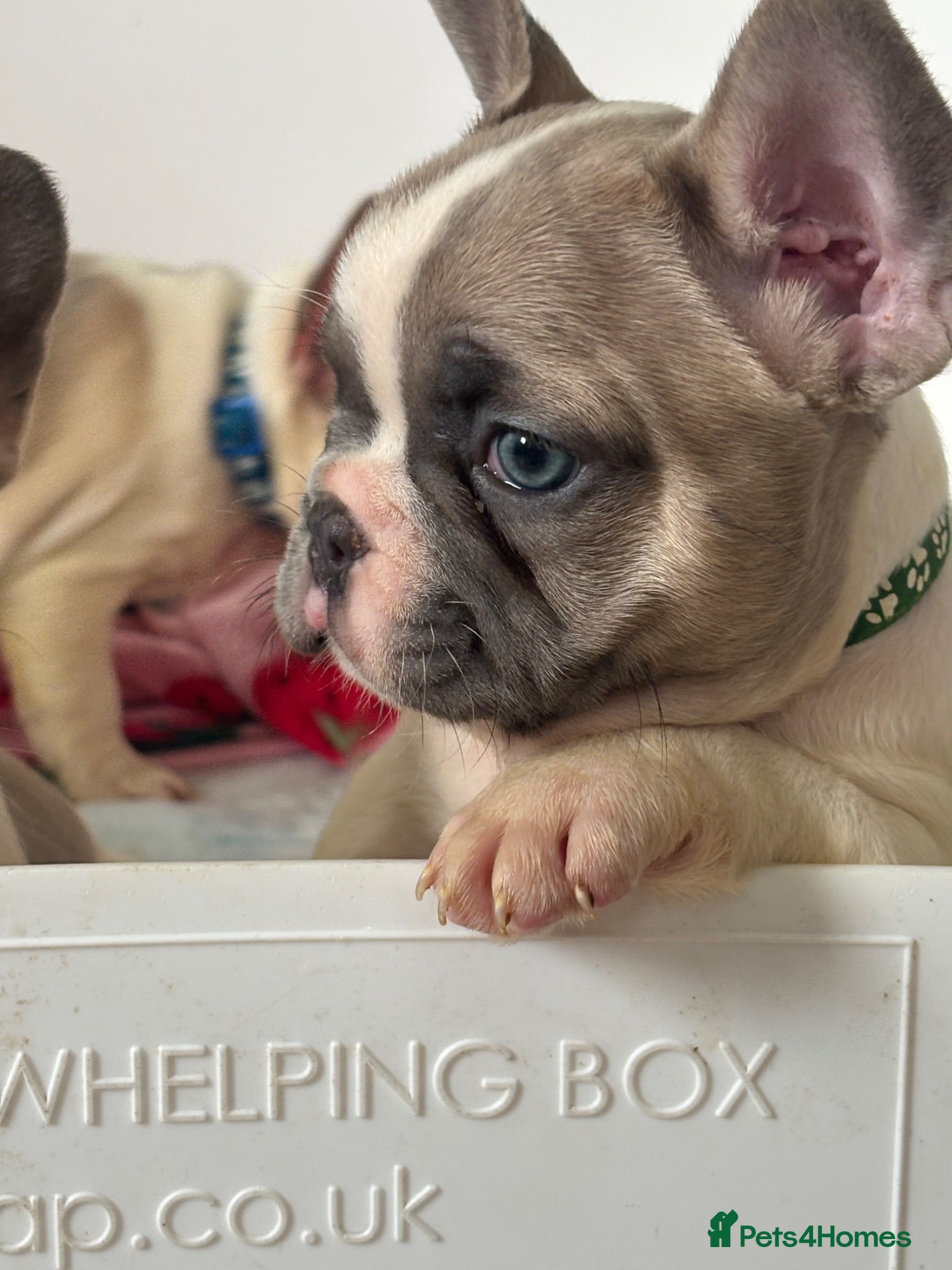 French Bulldog dogs KC French Bulldog puppies  - Advert 17