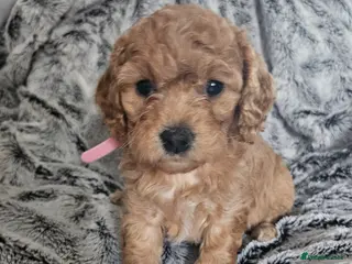 Cavapoo dogs Cavapoo pups - 1 boy 2 girls - Advert 2
