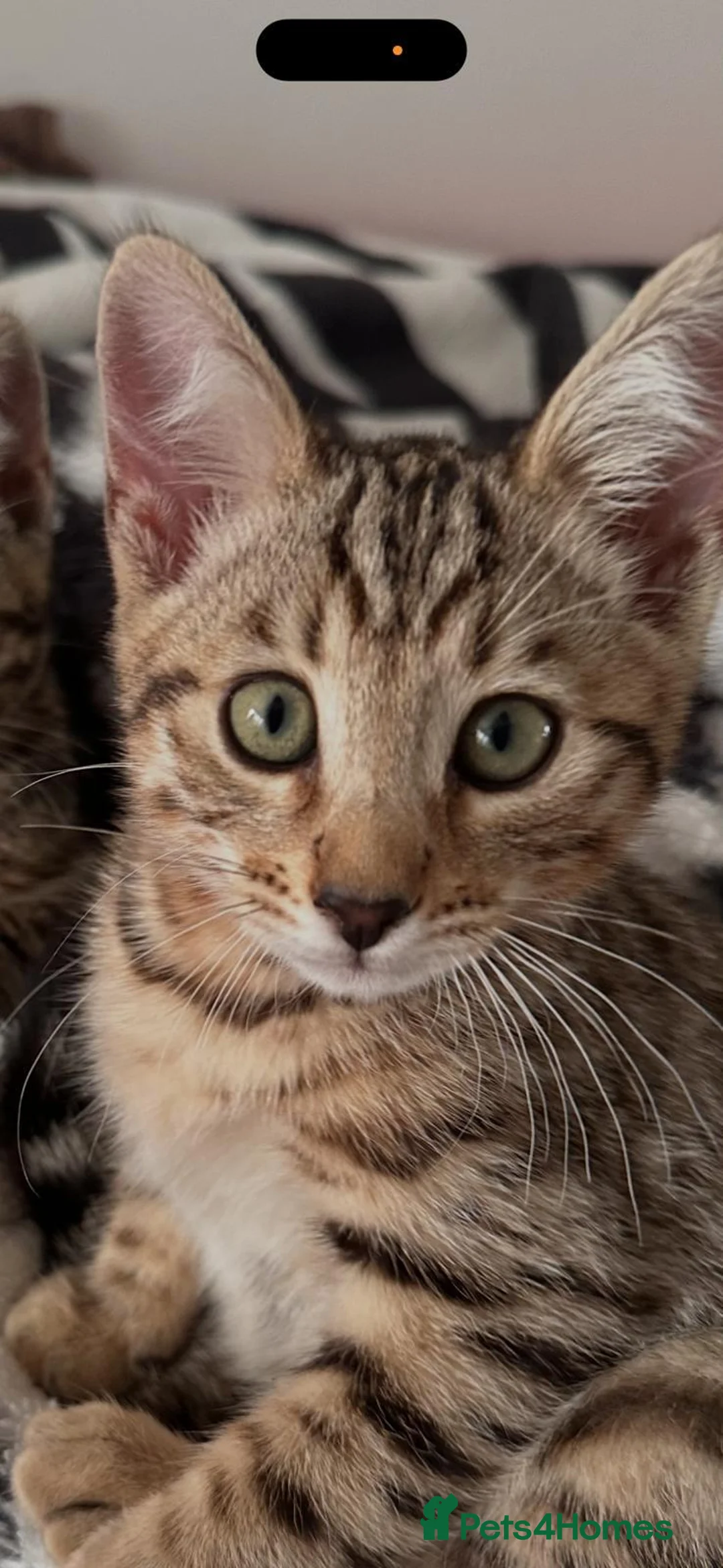 Mixed Breed cats for sale: Stunning Bengal mix Kitten  - Advert 2