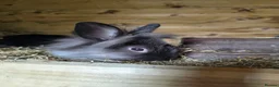 Mixed Breed rabbits for sale: Rabbits - Advert 10