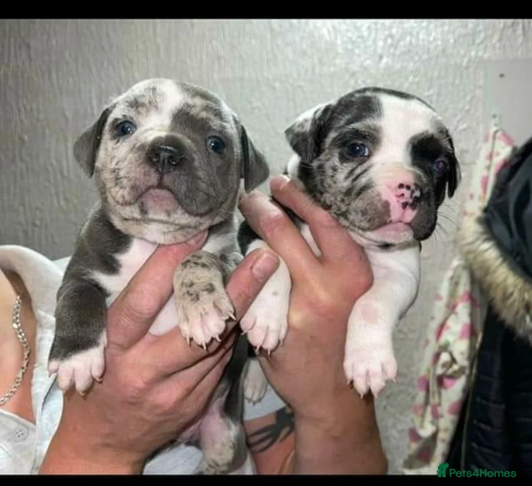 Staffordshire Bull Terrier dogs for stud: UKs Best bloodlines Proven Stud  in Swansea - Advert 11