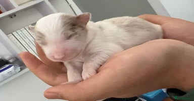 Border Collie dogs 5 months lovely border collie looking for home - Advert 2