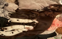 Mixed Breed dogs for sale: Brittany x working cocker spaniel  - Advert 8