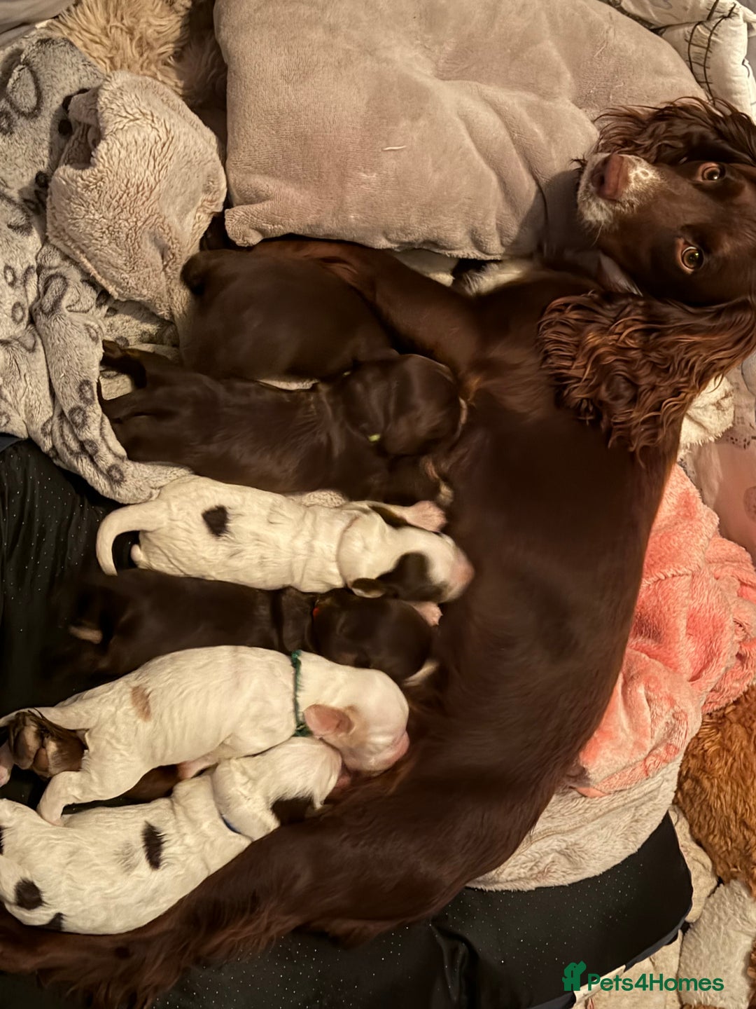 Mixed Breed dogs for sale: Brittany x working cocker spaniel  - Advert 8