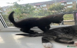 Bengal cats for sale: 6 Cross Bengal Kittens - Image 19