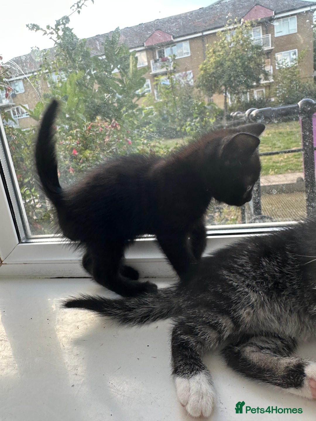 Bengal cats for sale: 6 Cross Bengal Kittens - Image 19