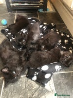Mixed Breed cats - Advert 3