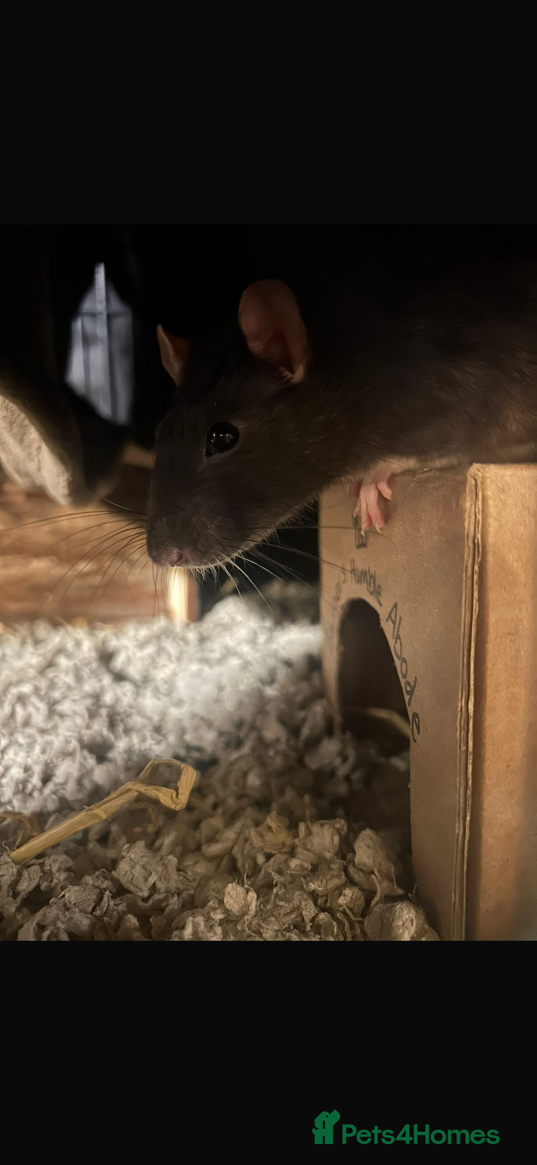 Rat rodents for sale: Male Rat - Image 2