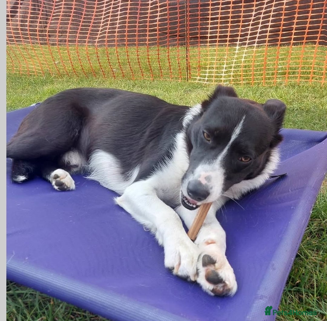 Border Collie dogs for stud: Black and white border collie for stud - Image 7