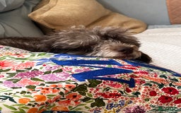 Toy Poodle dogs for sale: Gorgeous Figgy - Advert 2