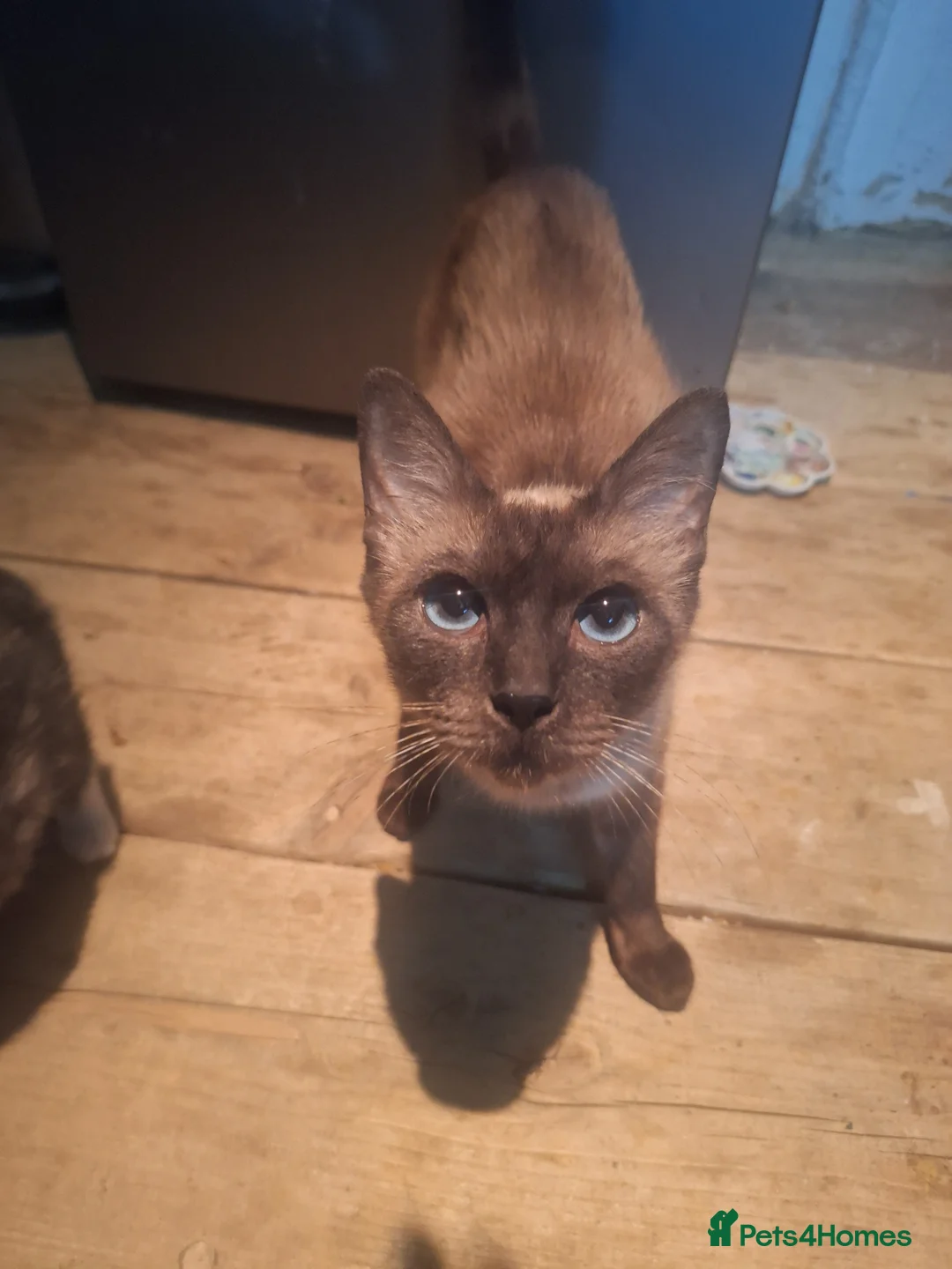 Mixed Breed cats for sale: 3 female breed siamese seal point/ginger tom in Westcliff-on-Sea - Advert 2