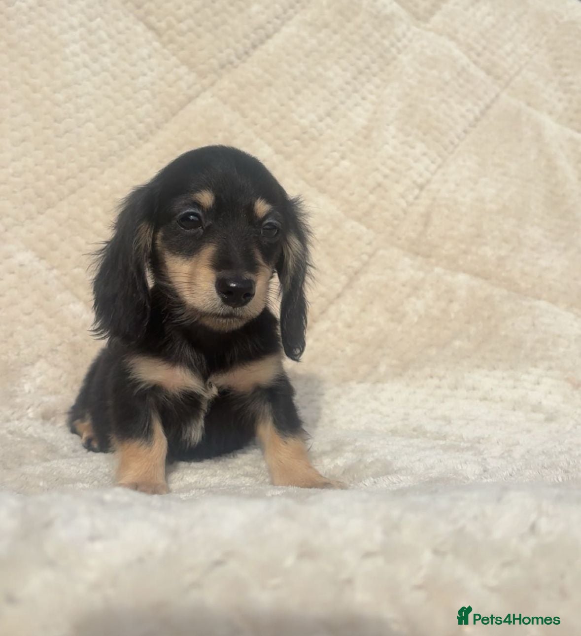 Miniature Dachshund dogs Mini long hair dachshund  - Advert 9