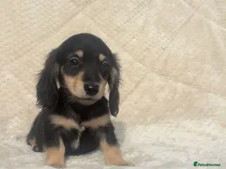 Miniature Dachshund dogs Mini long hair dachshund - Advert 9