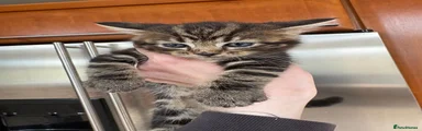 Boy 3 