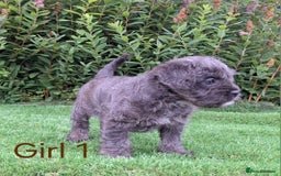 French Bulldog dogs for sale: French Bulldog Froodle Puppies  - Image 18