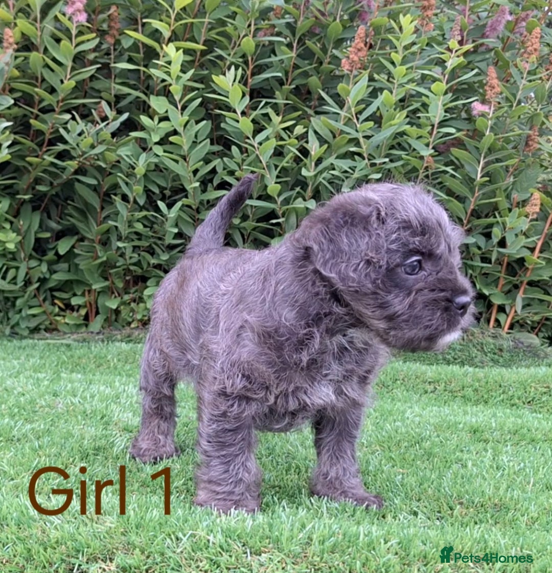 French Bulldog dogs for sale: French Bulldog Froodle Puppies  - Image 18