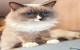 Ragdoll cats for sale: Cute little Ragdoll kittens for sale 💕🐱🐱 - Image 3