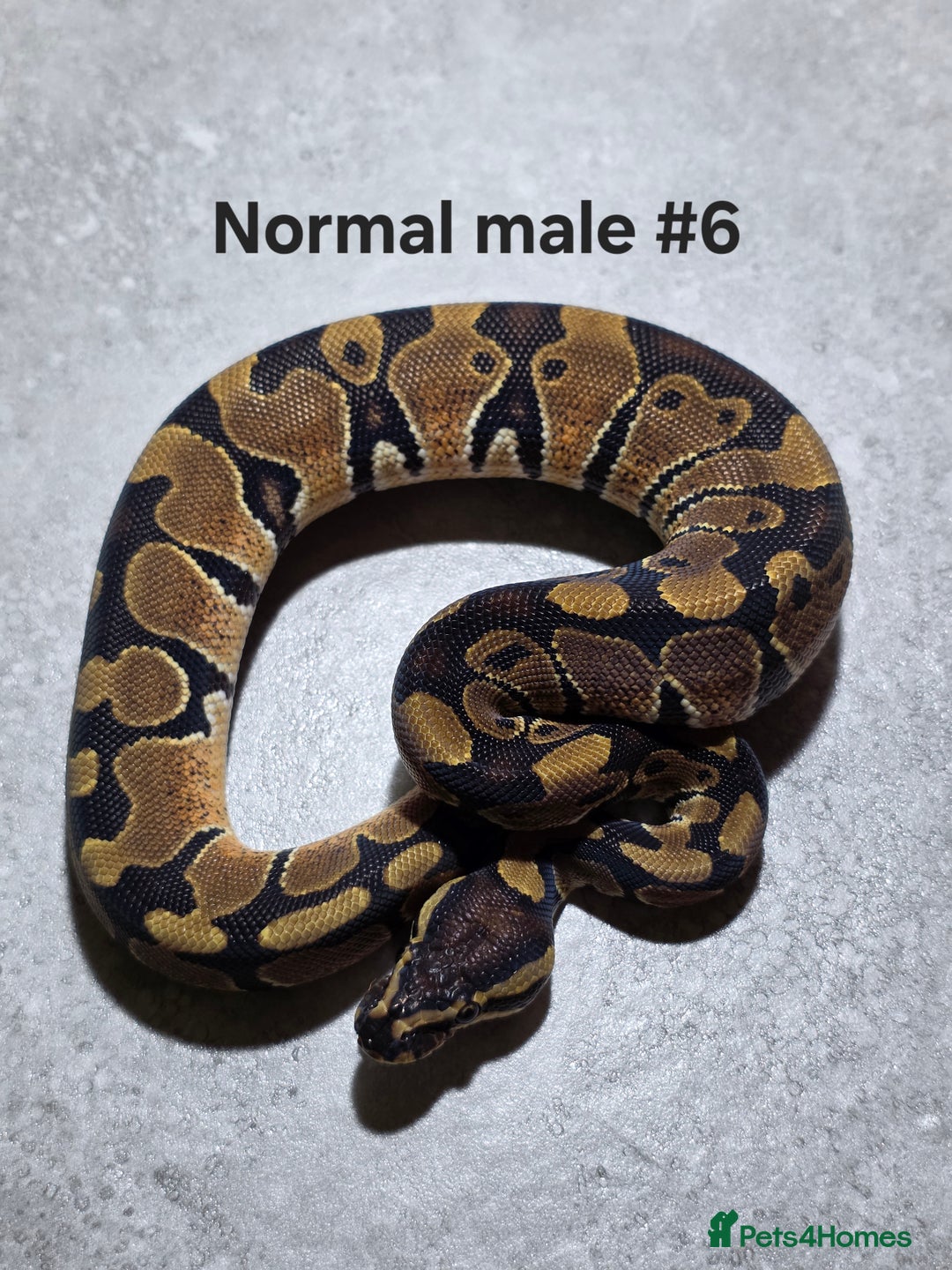 Python Snake reptiles for sale: Hatchling royal pythons  - Advert 15